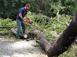 How Our Tree Care Process Works  in  Garrett, IN