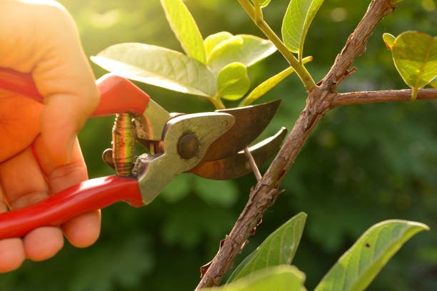 Best Arborist Consultation Services  in Garrett, IN